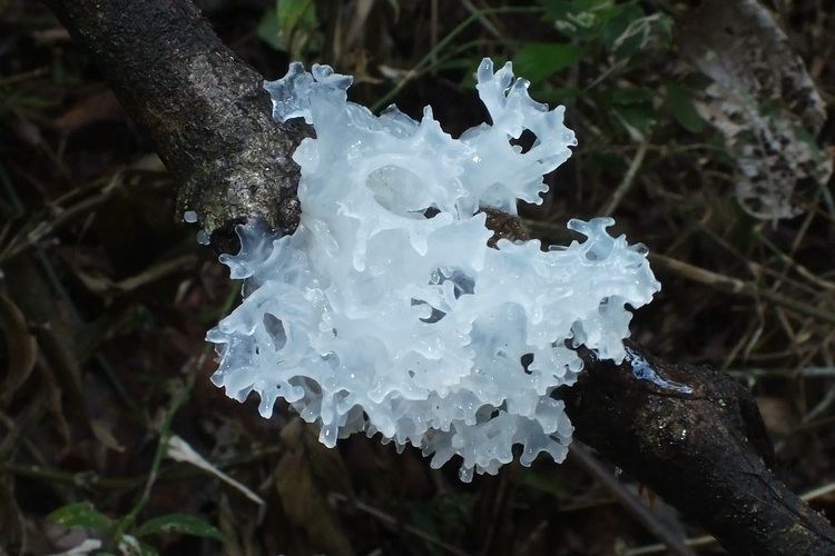 Tremellales TREMELLALES Pybio Paraguay Biodiversidad