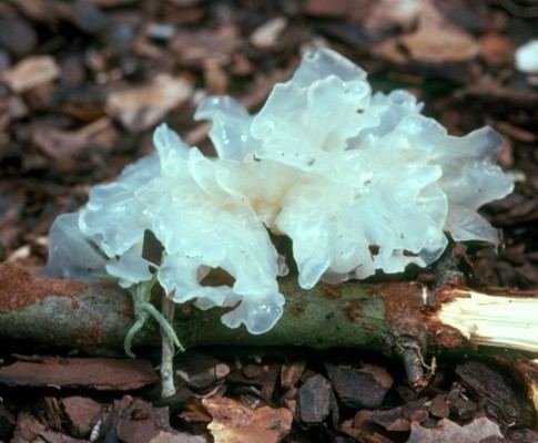 Tremellales Jelly fungi