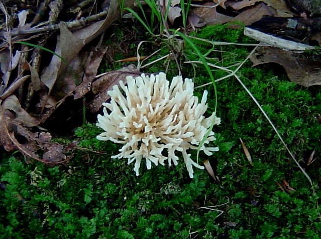 Tremellodendron Tremellodendron pallidum at Indiana Mushrooms