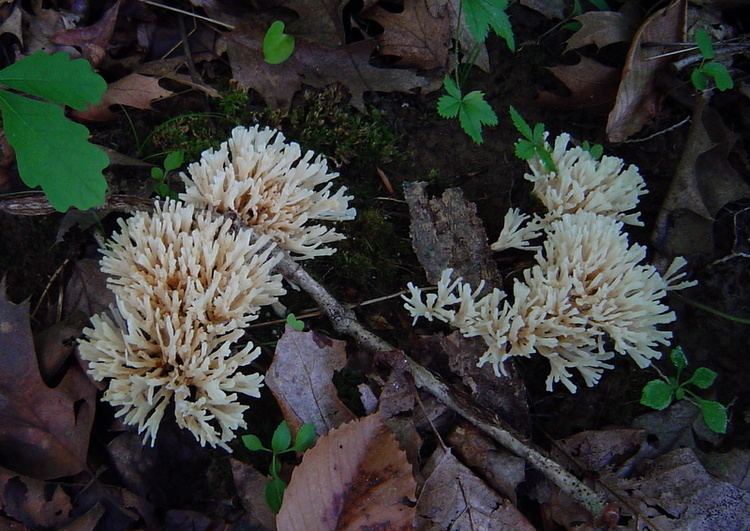 Tremellodendron Tremellodendron pallidum at Indiana Mushrooms