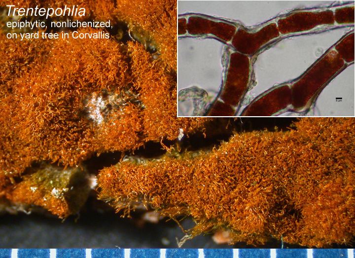 Trentepohlia (alga) Green algae in lichens