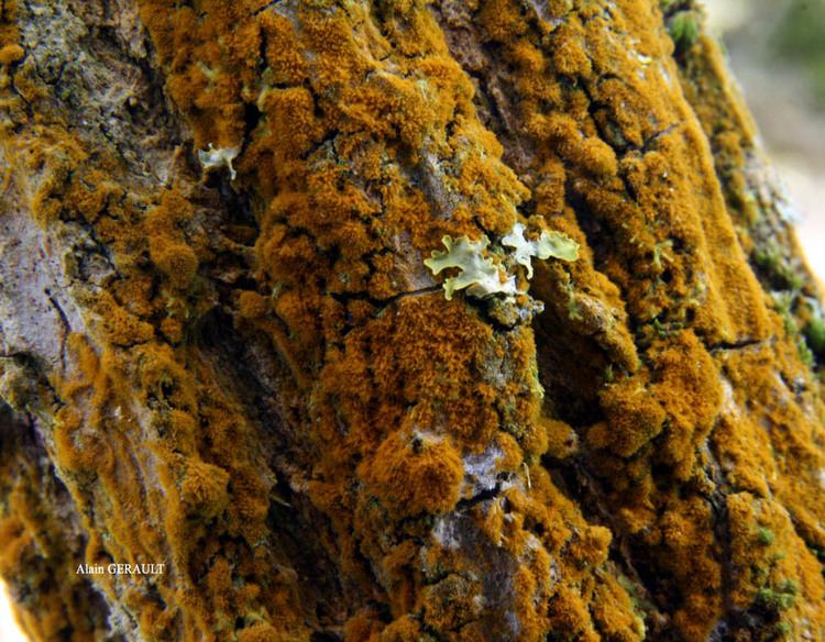 Trentepohlia aurea Lichens marins