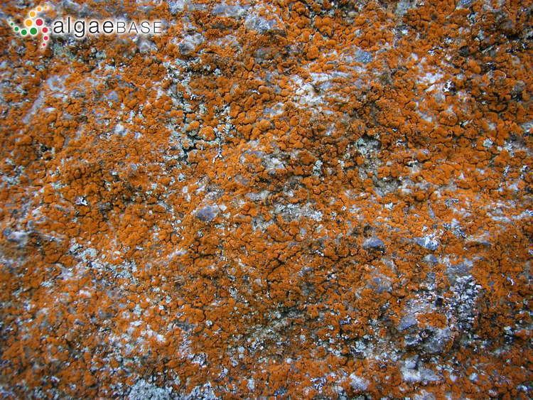 Trentepohlia aurea Trentepohlia aurea Linnaeus CMartius Algaebase