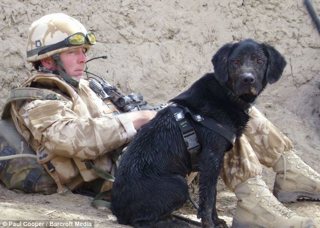 Treo (dog) From wartime hell of Afghanistan to rolling green hills of England