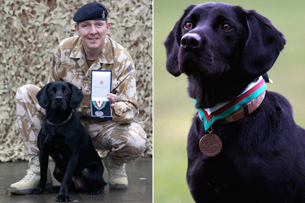 Treo (dog) Bombsniffing dog fetches medal europe world Stuffconz