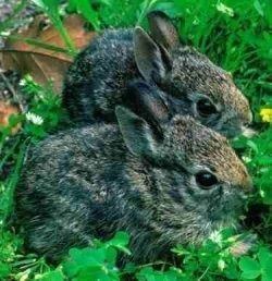 Tres Marias rabbit httpssmediacacheak0pinimgcom564x65c41a
