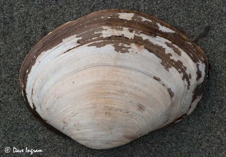 Tresus capax Horse Clam Shells