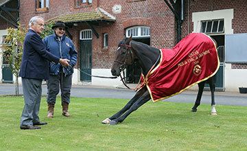 Treve (horse) Champion mare Treve scanned in foal to Dubawi UK Bloodstock News