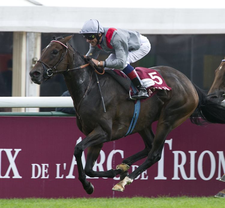 Treve (horse) Treve named Cartier Horse of the Year Thoroughbred owner and breeder