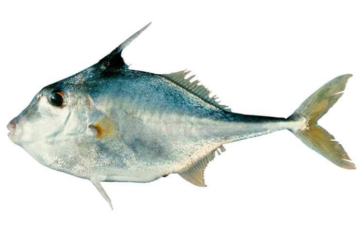 Triacanthus fishesofaustralianetauimagesimageTriacanthBia