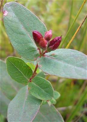 Triadenum Online Virtual Flora of Wisconsin Triadenum fraseri