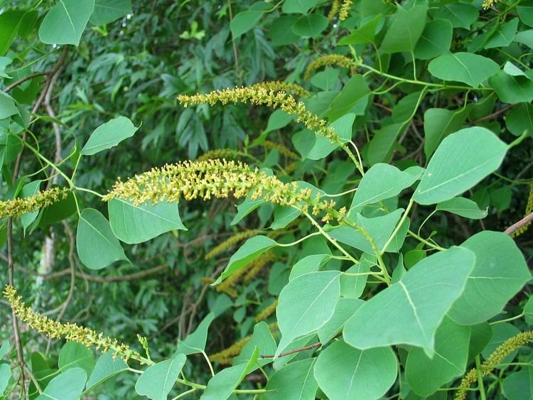 Triadica sebifera Plants Profile for Triadica sebifera Chinese tallow