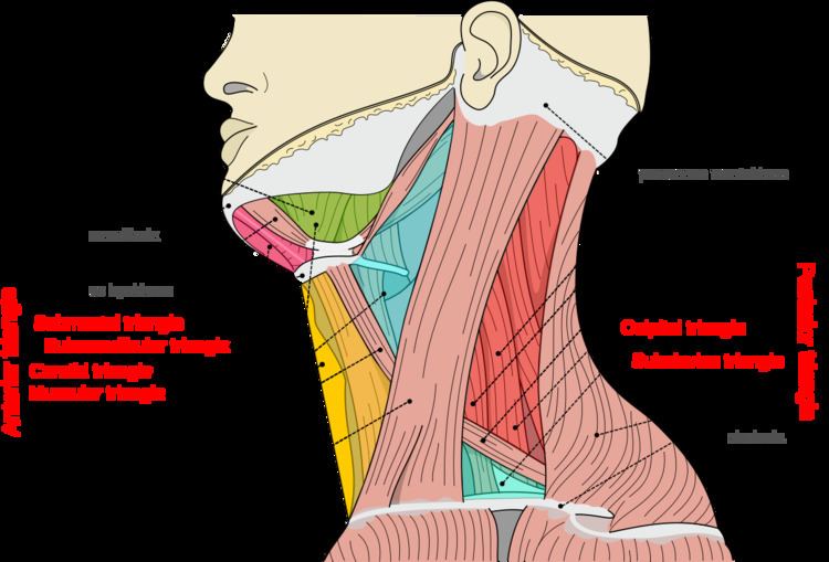 Triangles of the neck