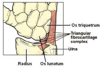 Triangular fibrocartilage