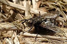 Triarthria setipennis httpsuploadwikimediaorgwikipediacommonsthu