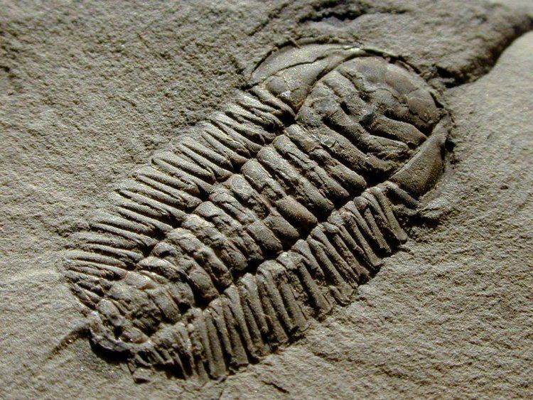 On the ground is a Triarthrus fossil has a rounded symmetrical body with a distinctive pattern.