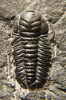 On the ground is a Triarthrus fossil has a rounded dark brown symmetrical body with a distinctive pattern stuck on a rough ground.