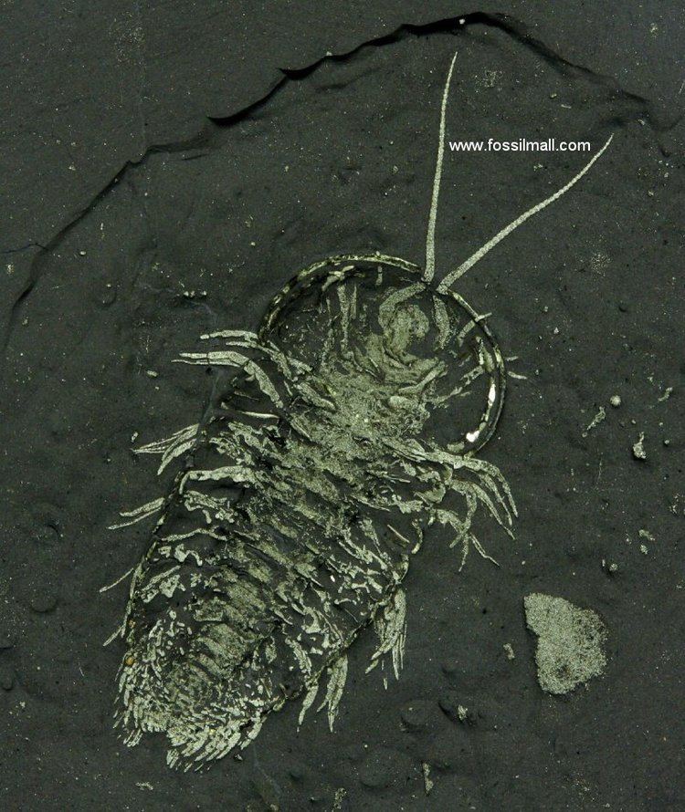 On the ground is a Triarthrus fossil that has a long antenna, a rounded dark symmetrical carapace with a distinctive pattern stuck on a rough sandy ground.