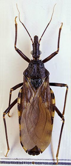 Triatoma infestans httpsuploadwikimediaorgwikipediacommonsthu