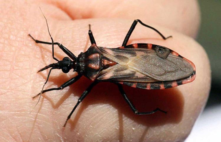 Triatominae hope to obtain vaccine against Chagas disease in less than three years