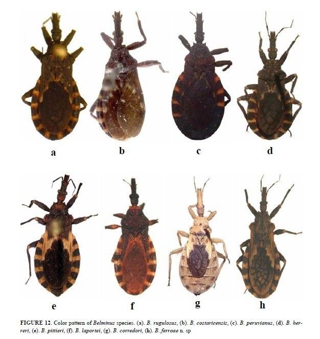 Triatominae Belminus genus Triatominae Vectors of Chagas Disease