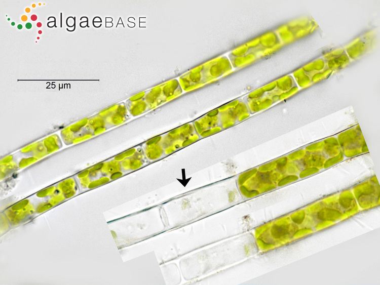 Tribonema Tribonema viride Pascher Algaebase