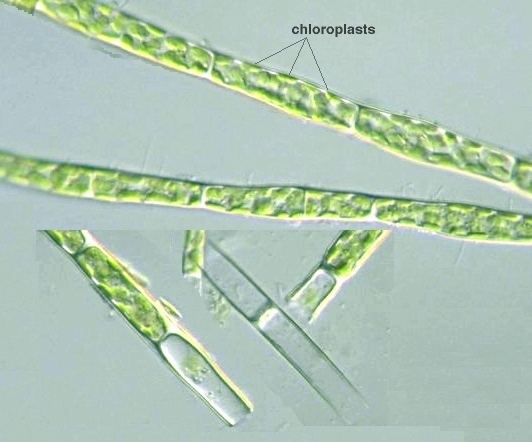 Tribonema Phycokey Tribonema images