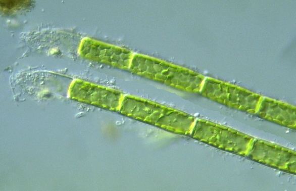 Tribonema Protist Images Tribonema viride