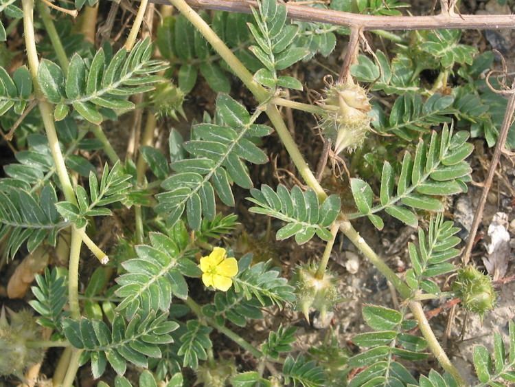 Tribulus terrestris Can Women Take Tribulus Terrestris Side Effects and Benefits