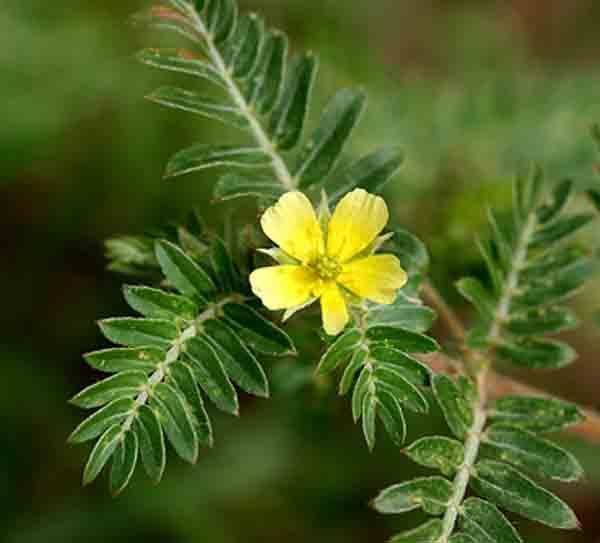 Tribulus terrestris TRIBULUS TERRESTRIS Uses Benefits Sideeffects