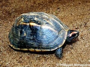 Tricarinate hill turtle Madhya Pradesh State Biodiversity Board