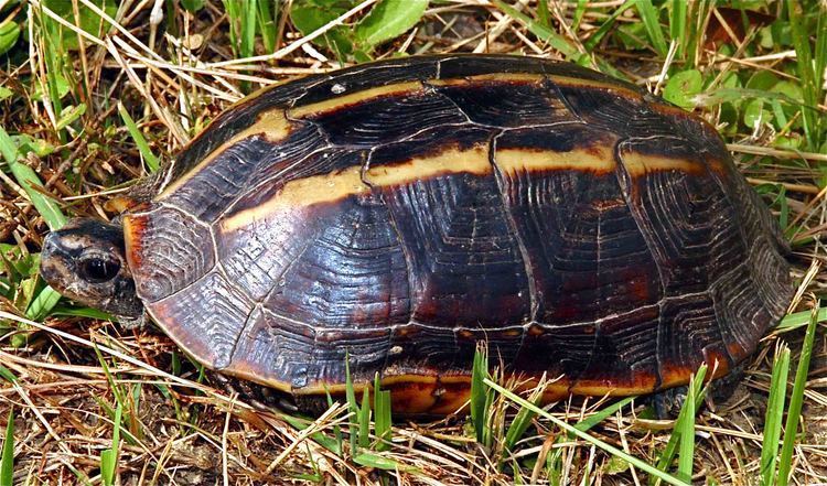 Tricarinate hill turtle Tortoise and Freshwater Turtle Specialist Group
