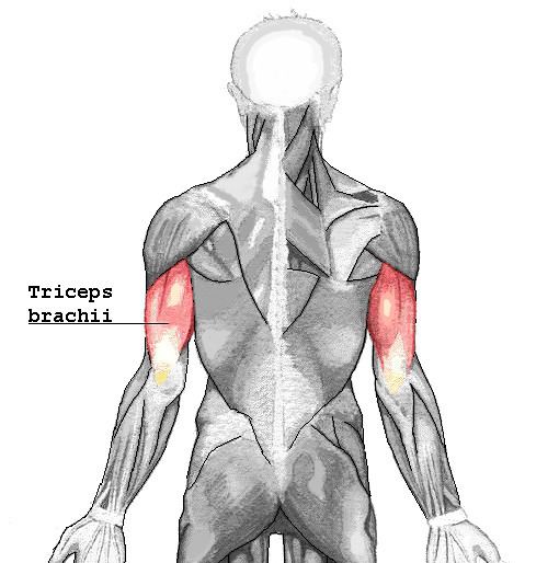 Triceps brachii muscle - Alchetron, The Free Social Encyclopedia