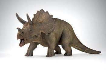 Triceratops Dinosaurs Triceratops Facts about the Triceratops Dinosaur