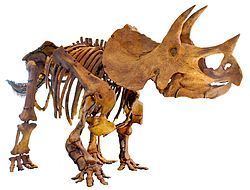 Triceratops httpsuploadwikimediaorgwikipediacommonsthu