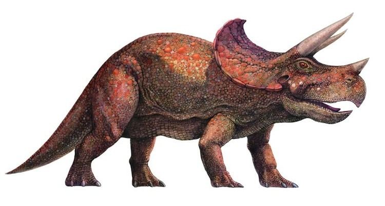 Triceratops Triceratops Qfiles Encyclopedia