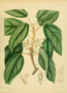 Trichadenia zeylanica httpsuploadwikimediaorgwikipediacommonsthu