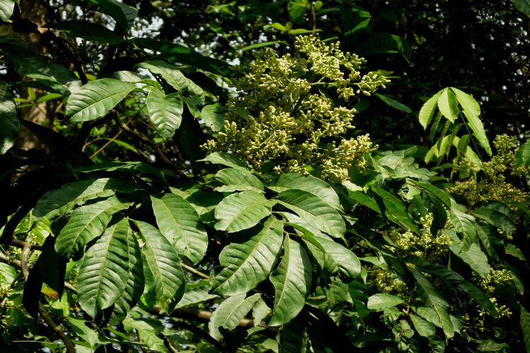 Trichilia Trichilia monadelpha Useful Tropical Plants