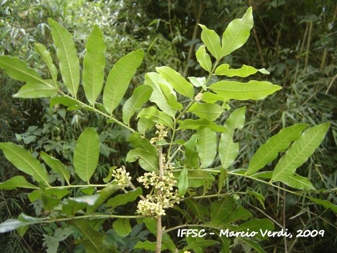 Trichilia catigua Flora Digital do Rio Grande do Sul e de Santa Catarina Trichilia