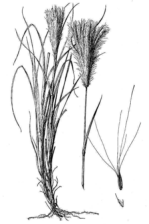 Trichloris crinita Trichloris crinita Lag Parodi false Rhodes grass