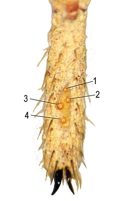 Trichobothria