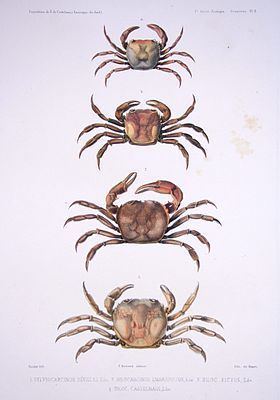 Trichodactylidae httpsuploadwikimediaorgwikipediacommonsthu