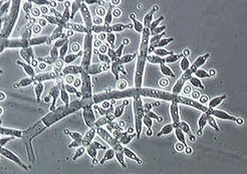 Trichoderma harzianum EcoT Biostimulating microbial fertilizer Trichoderma harzianum