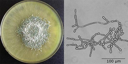 Trichoderma reesei Microorganisms change their diet