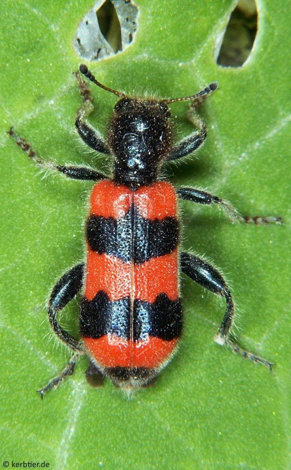 Trichodes apiarius Compare beetle photos Trichodes apiarius Trichodes alvearius ID