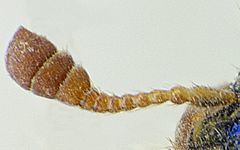 Trichodes leucopsideus httpsuploadwikimediaorgwikipediacommonsthu