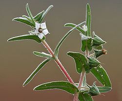 Trichodesma Trichodesma indicum Wikispecies