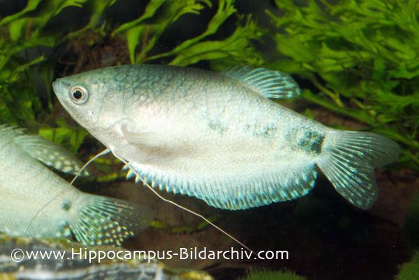 Trichogaster Trichopodus trichopterus Threespot Gourami Seriously Fish
