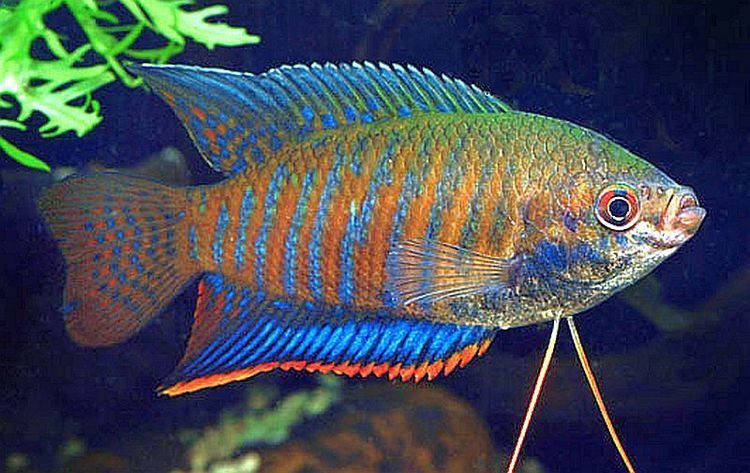 Trichogaster fasciata Banded Gourami Colisa Fasciata Tropical Fish Keeping