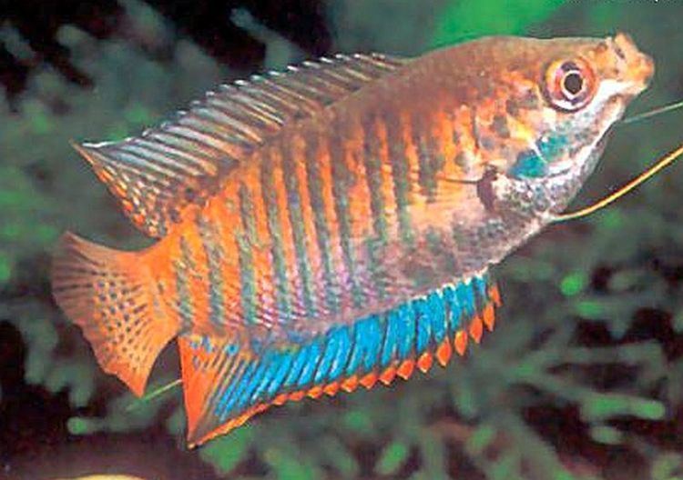 Trichogaster fasciata Banded Gourami Colisa fasciata Tropical Fish Keeping
